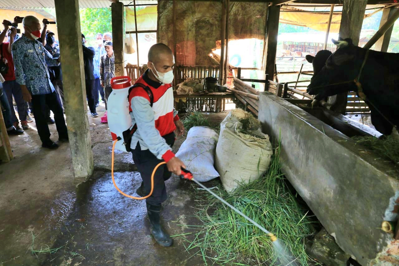 Ganjar pranowo saat meninjau salah satu kandang yang sedang disemprot untuk hindari PMK