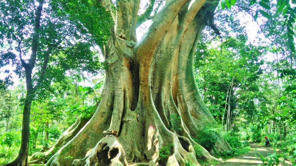 Pohon rakasasa bernama Leses di Mojosongo