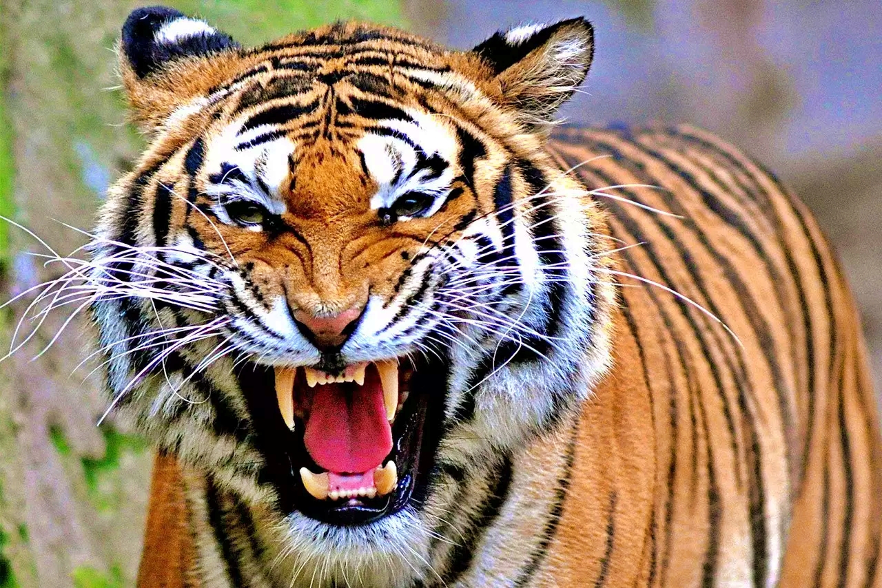 Weton dan Khodam Harimau
