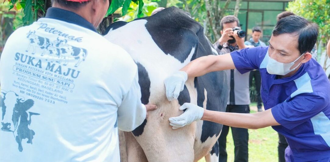 Terima 100 Dosis Vaksin PMK, Pemkot Magelang Mulai Vaksinasi Hewan Ternak