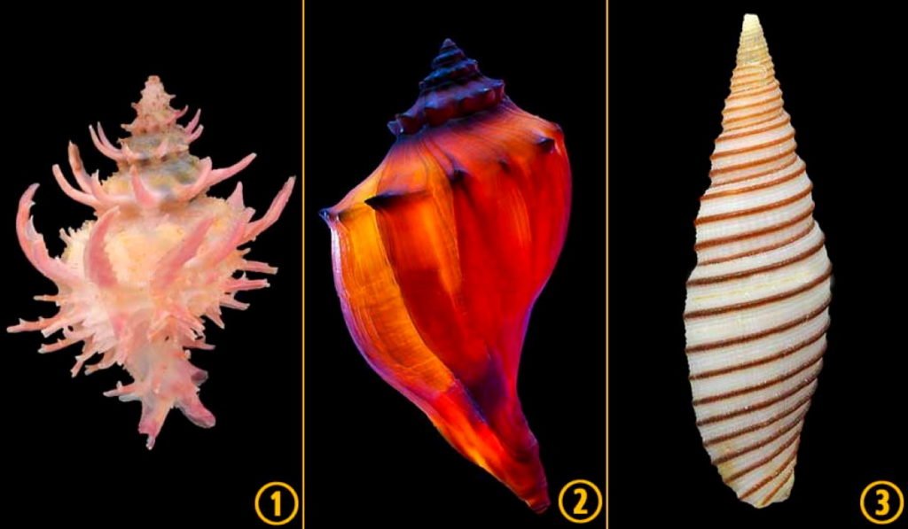 Pilih Salah Satu Gambar Kerang dan Ketahui Sisi Menarik Diri Anda