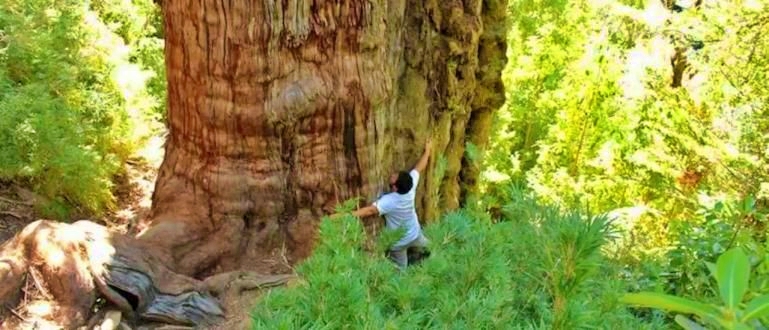 Diduga jadi pohon tertua di Dunia