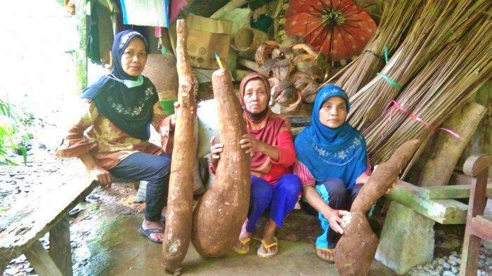 Ketela Raksasa dipanen petani di Kulon Progo