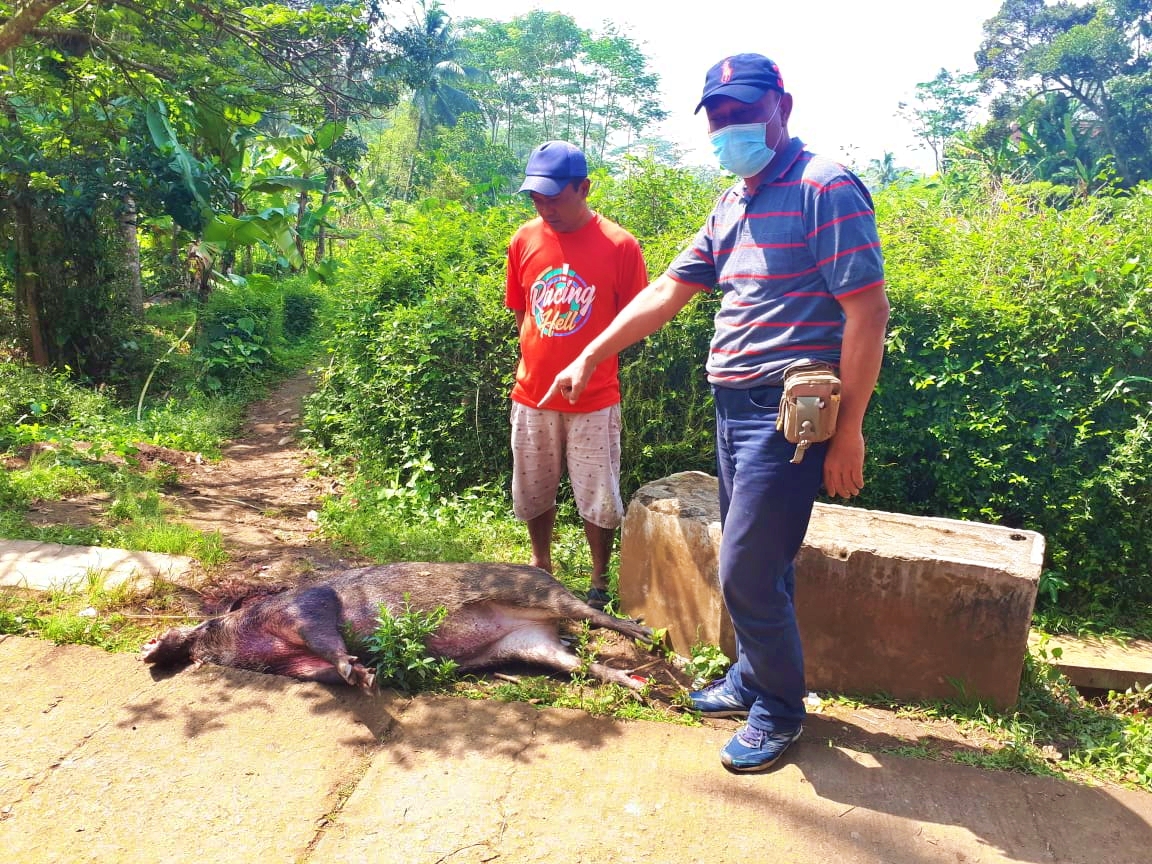 Petugas Polisi saat mengecek babi hutan yang serang warga di Windusari Magelang