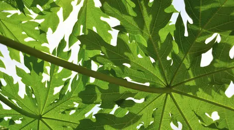 4 Manfaat Daun Pepaya bagi Kesehatan, Tak Sekedar Pahit