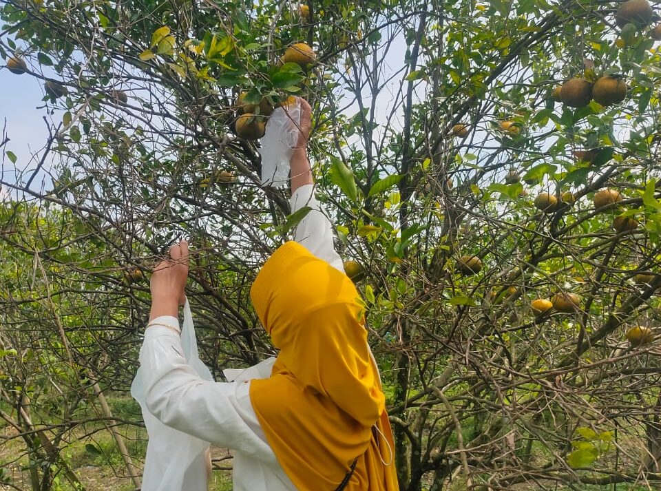 Wisata Petik Jeruk di Mungkid Magelang Kembali Beroperasi, Pengelola: Pengunjung Wajib Reservasi