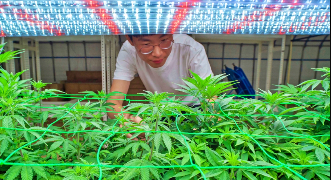ilustrasi menanam ganja di dalam rumah