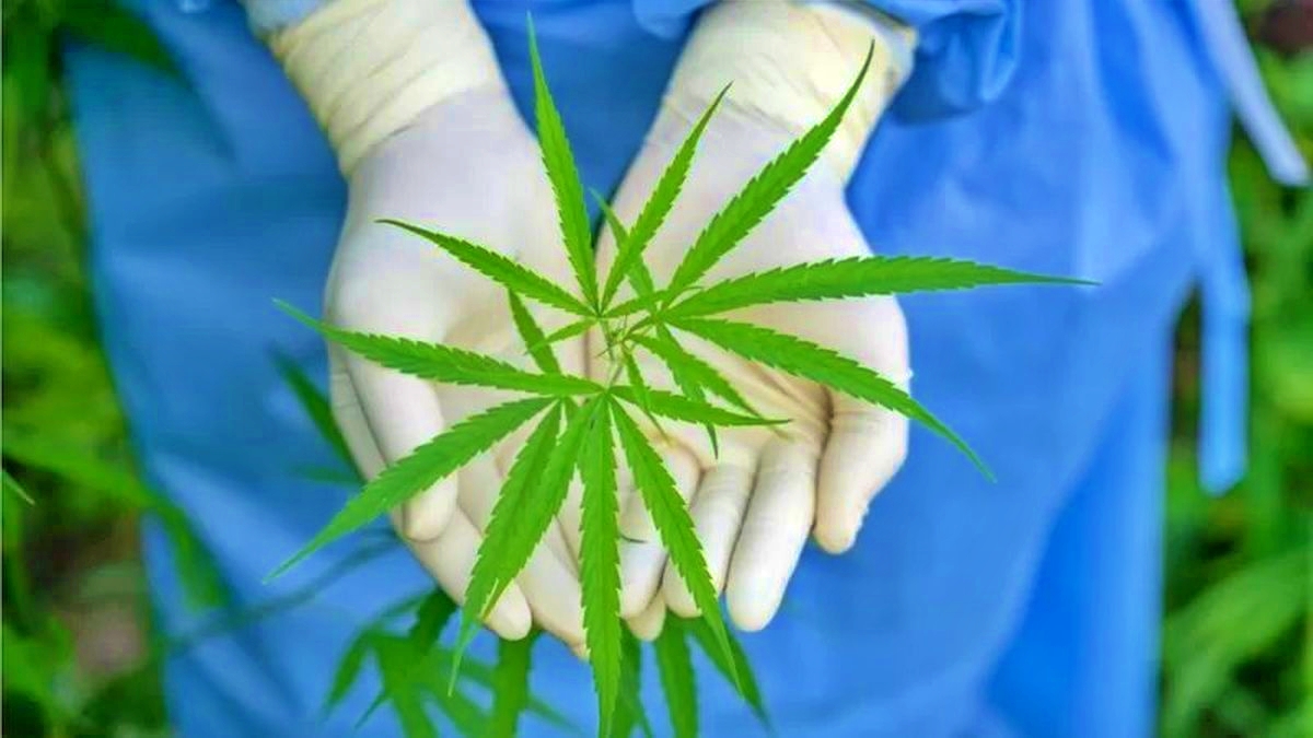 petani menunjukan tanaman Ganja