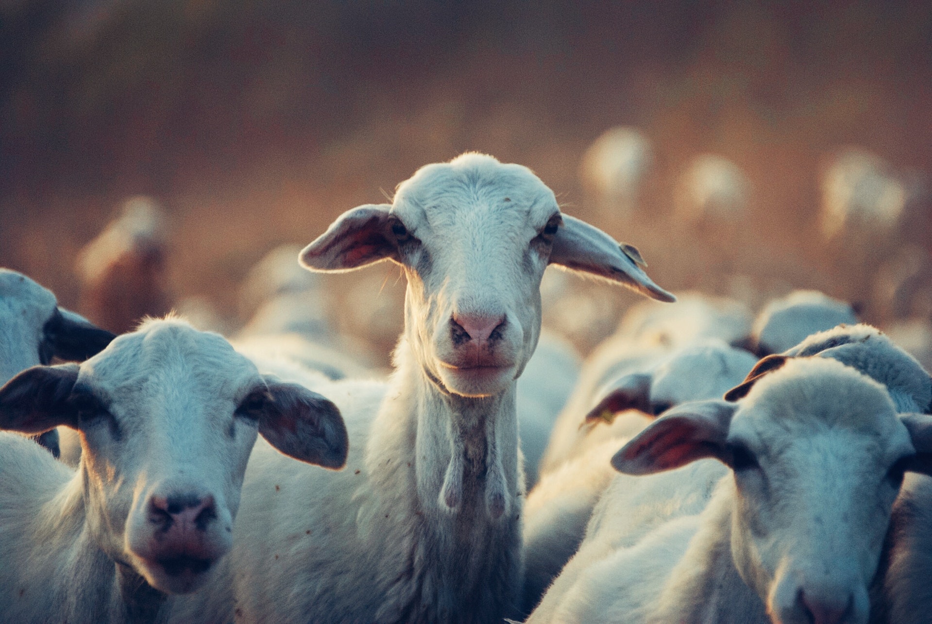 4 Tips Mengonsumsi Daging Kambing saat Idul Adha