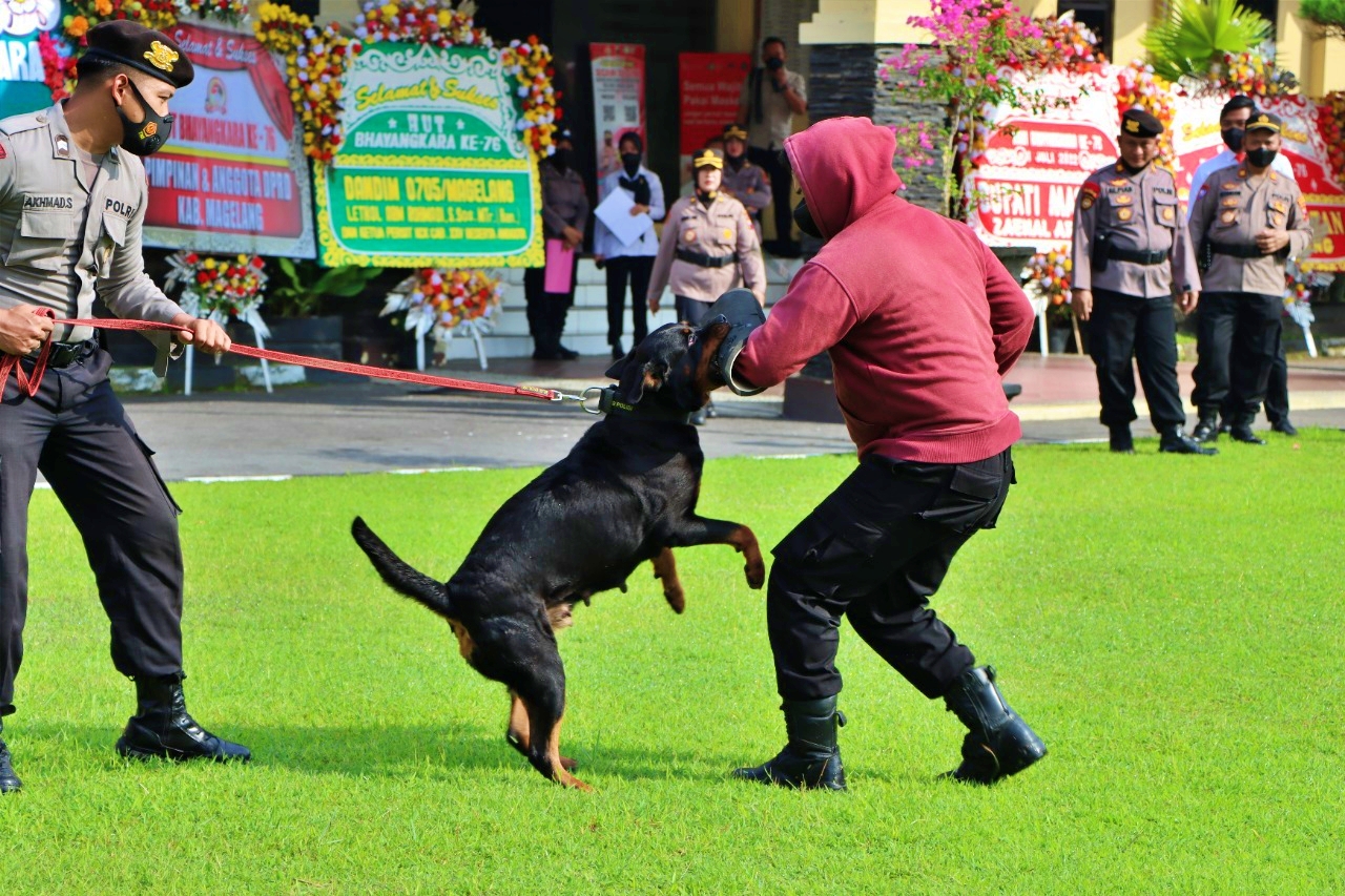 Anjing Polres Magelang saat dilatih petugas untuk pengendali massa