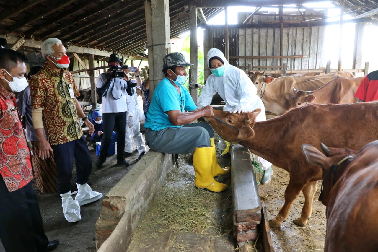 Ganjar Pranowo saat mengecek proses vaksinasi PMK kepada Sapi di Sukoharjo