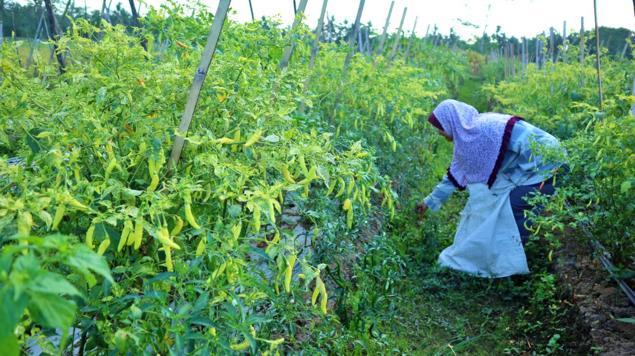 Petani di Magelang panen lebih awal cabai yang belum benar-benar matang