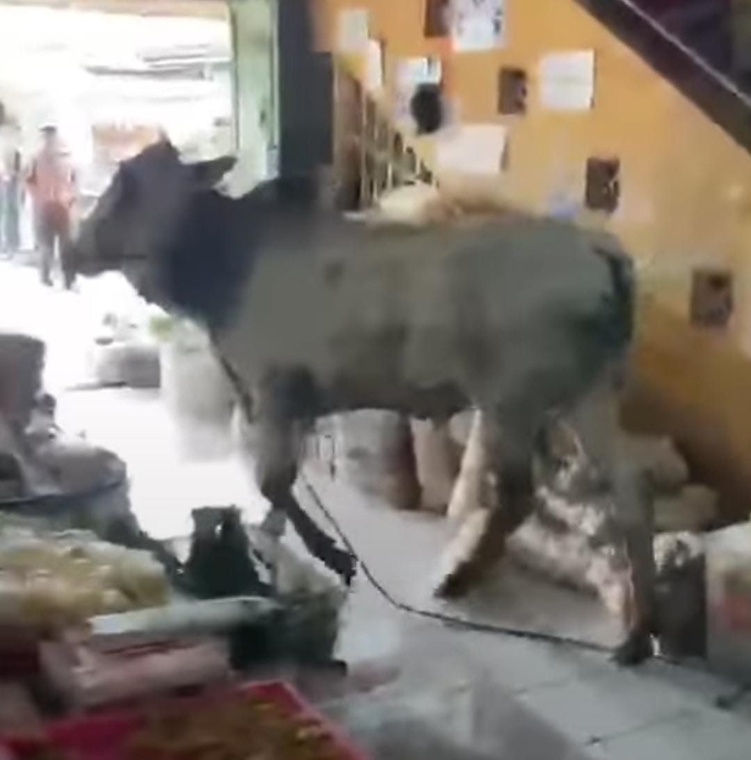 Seekor Sapi Masuk Pasar di Gunungkidul Jogja saat Hendak Disembelih