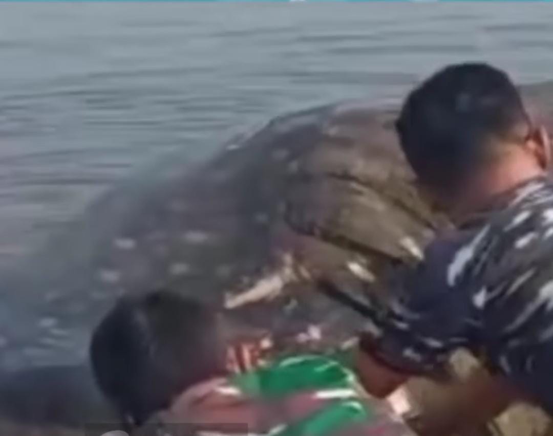 Hiu Tutul Terdampar di Pantai Congot Kulon Progo, Kondisi Sudah Mati dan Ada Luka Tembak