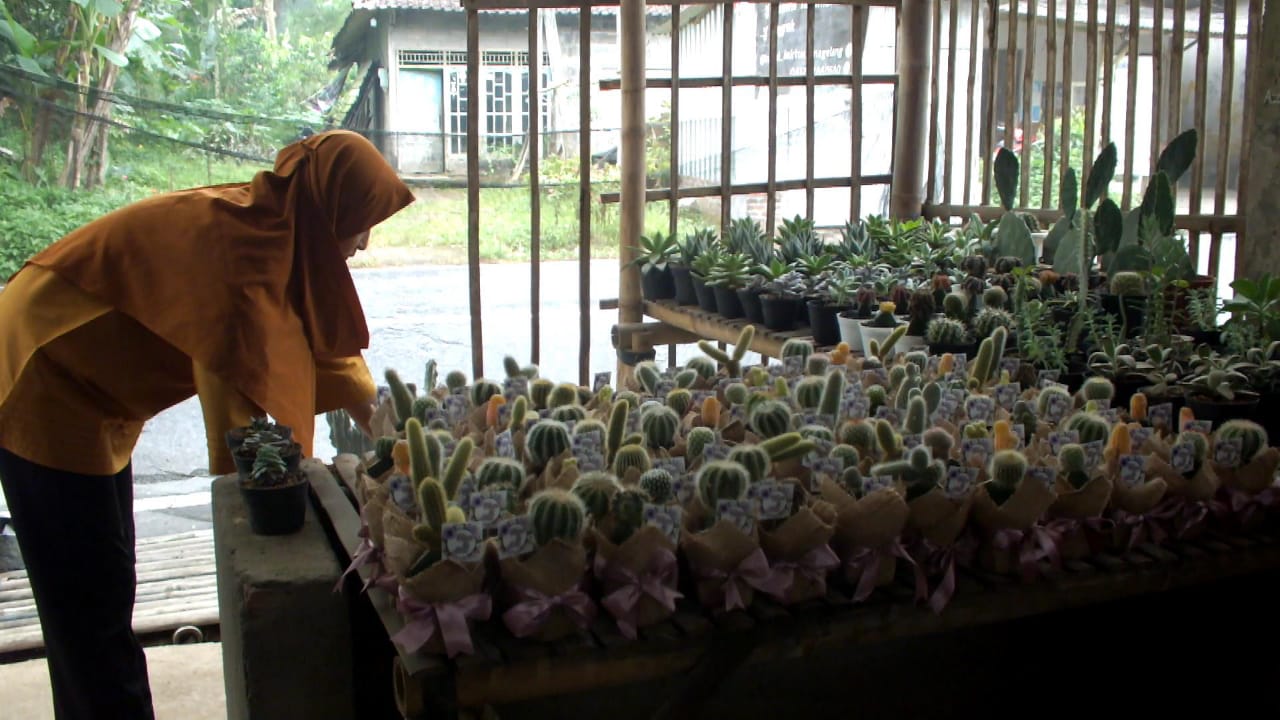 IRT di Magelang Sulap Kaktus Mini Jadi Souvenir yang Unik