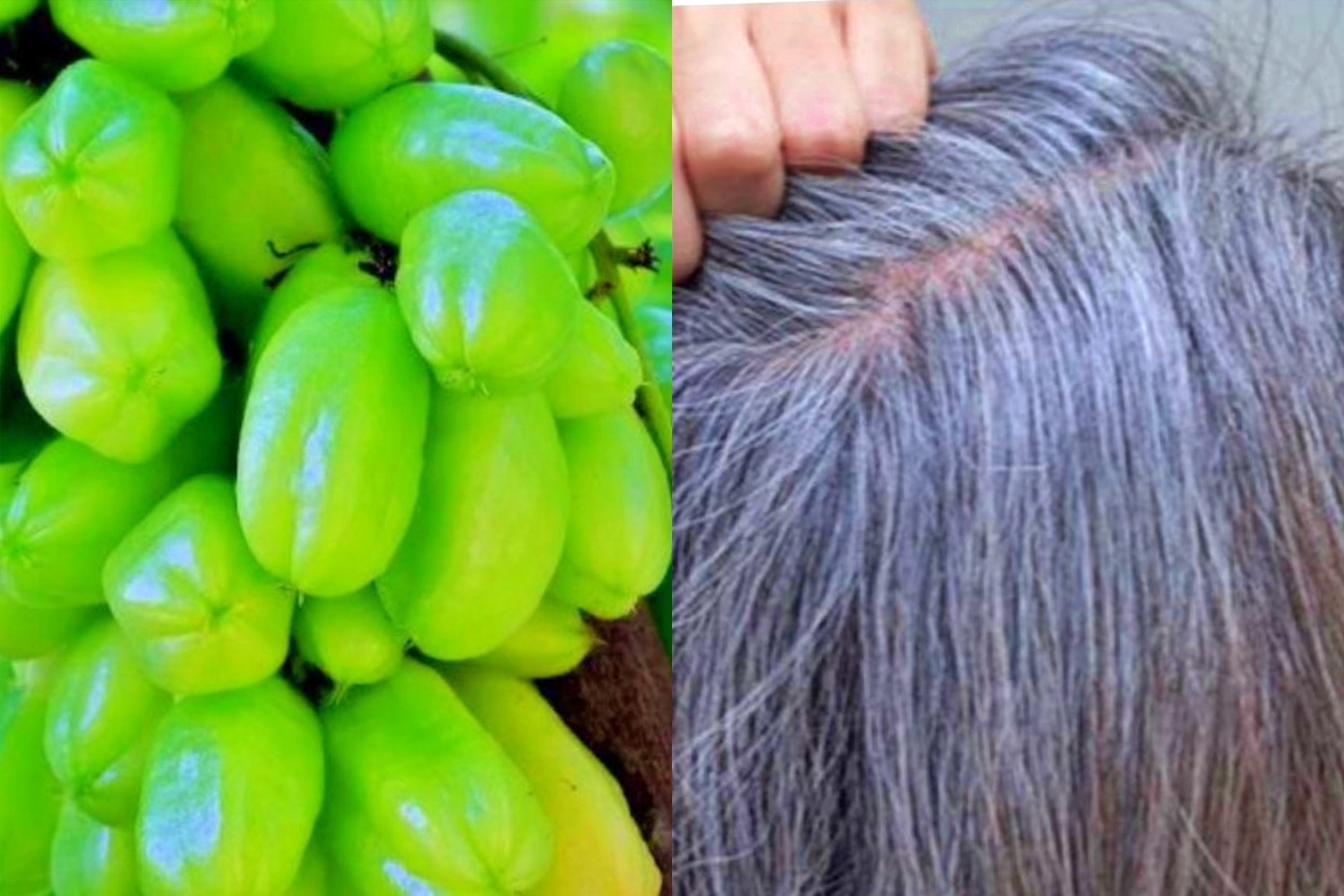 Buah Belimbing Wuluh atasi rambut beruban