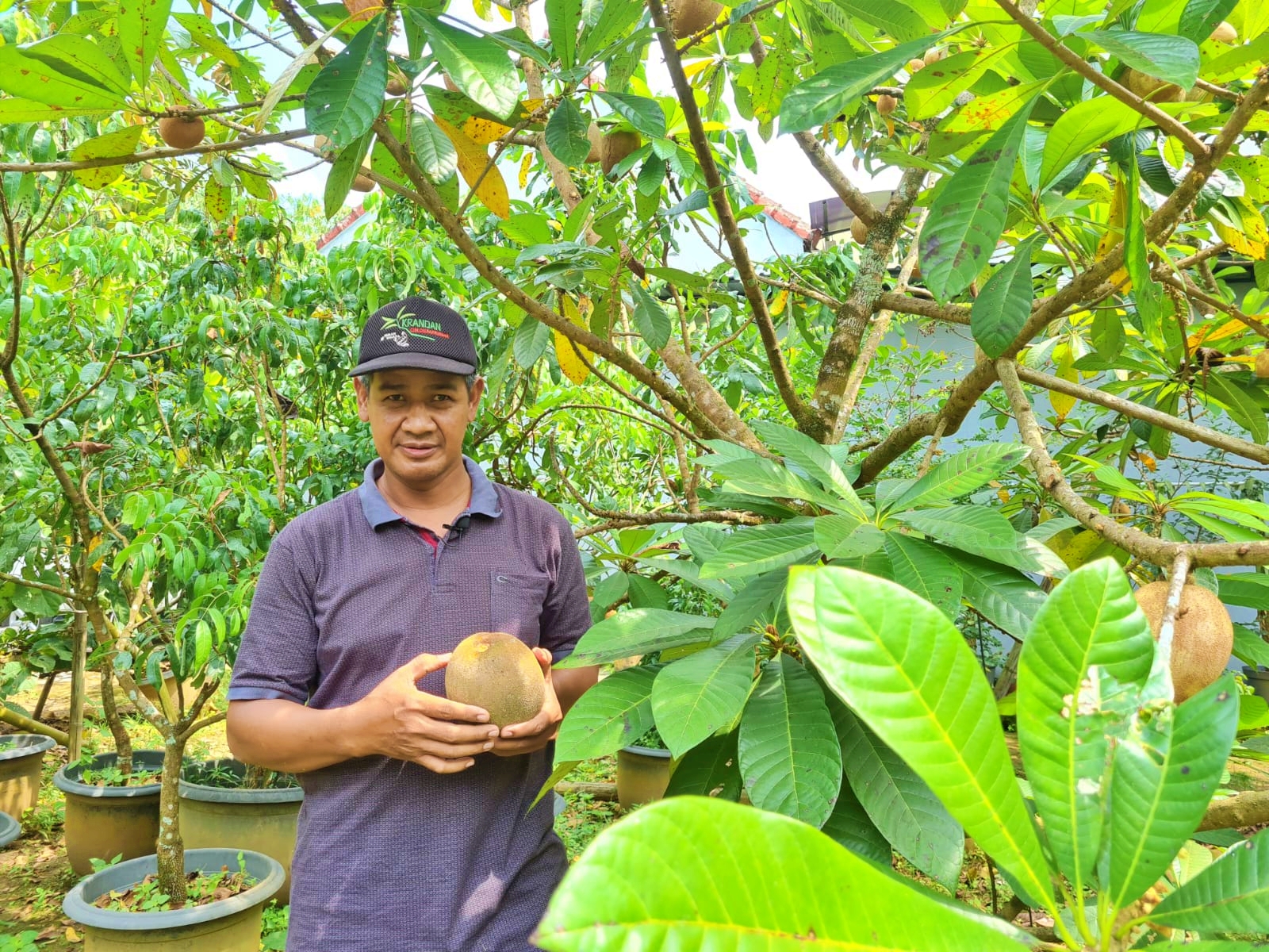 Buah Sawo Raksasa di Pondok Tani Salaman Magelang