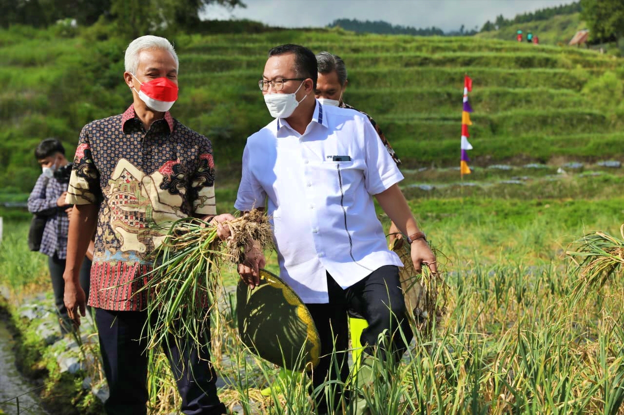 Ganjar Pranowo saat panen bawang putih