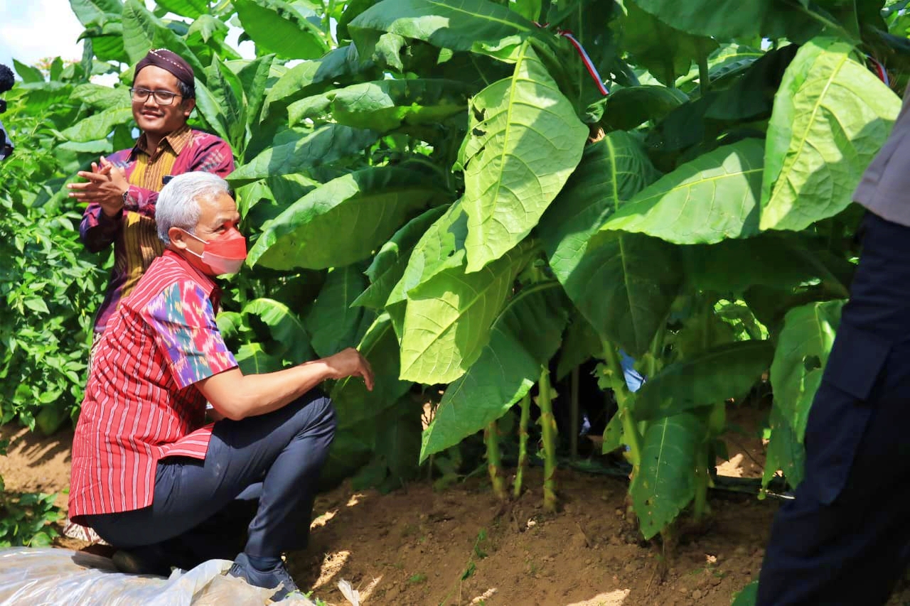 Ganjar saat mulai panen tembakau di Temanggung