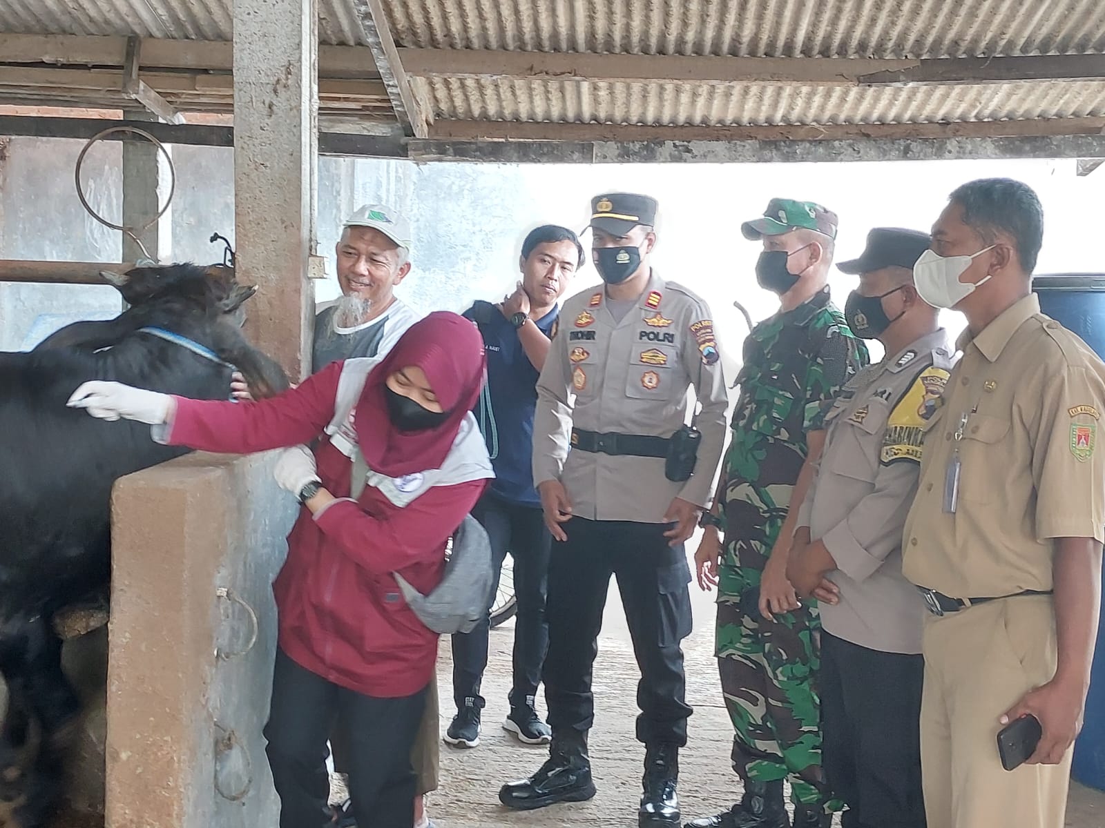 Kapolsek Muntilan Bersama Danramil Kawal Vaksinasi Ternak Di Wilayahnya