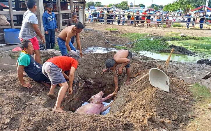 Kebo Bule mati dan dikubur_foto solopos