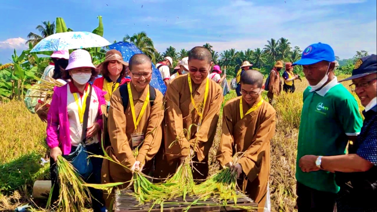 Para Biksu dari manca negara saat panen bersama Padi Organik di Sawangan Magelang