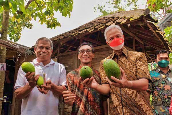Ganjar saat mendatangi petani Alpukat
