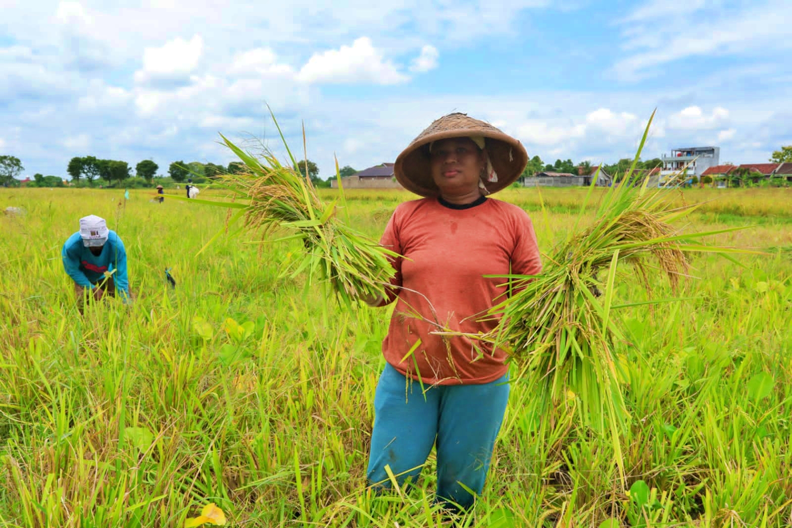 Petani Klaten saat panen padi yang menjadi beras srinuk mendapat apresiasi Ganjar