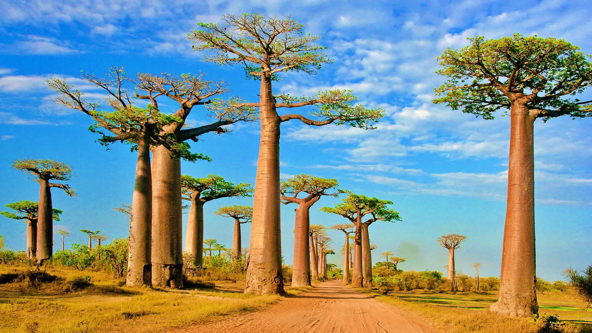 Pohon Baobab