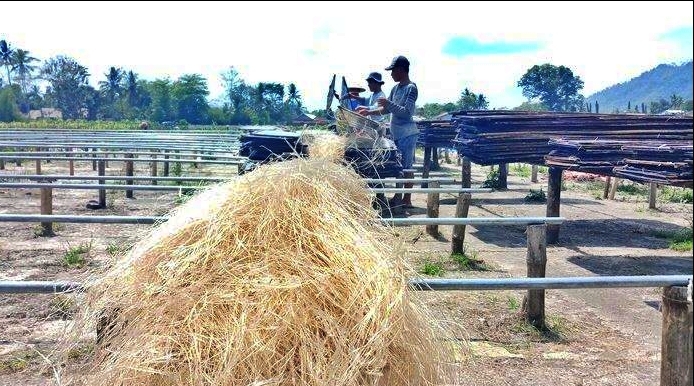 Proses penjemuran mie lethek di Borobudur Magelang_foto tribun