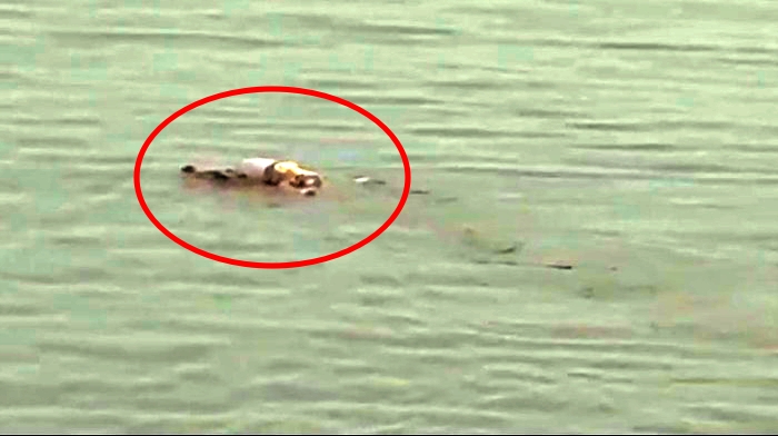 Buaya membawa mayat balita di Sungai Mahakam