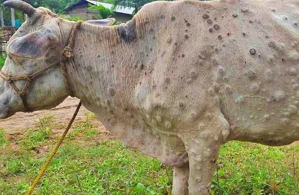 Ilustrasi seekor sapi terjangkit penyakit LSD