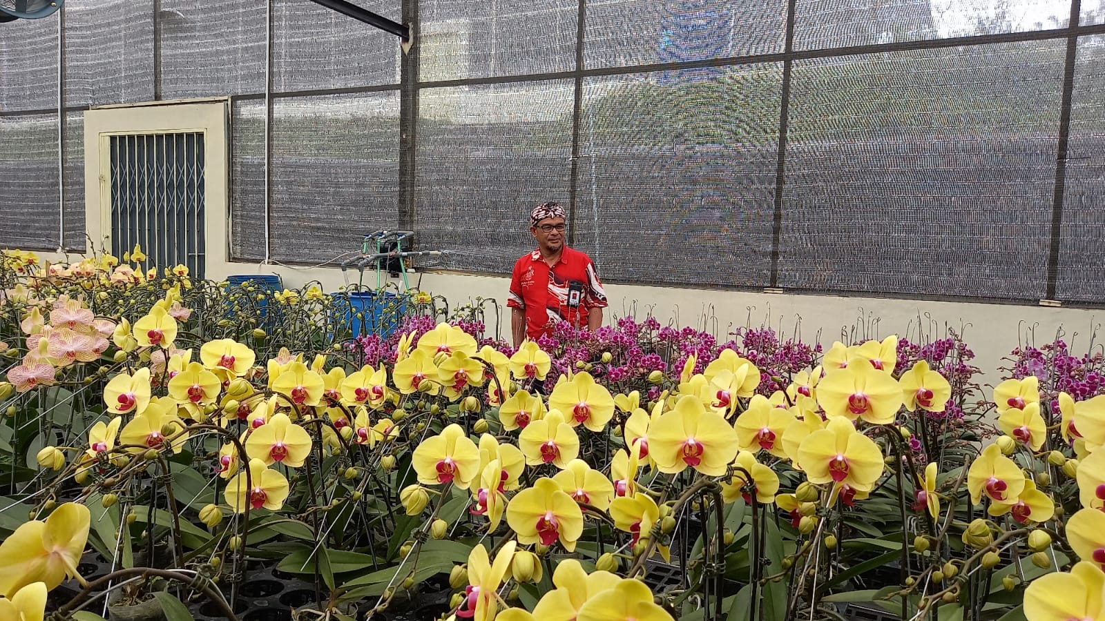 Untidar Magelang Kembangan Kebun Anggrek di Kledung Research Park Temanggung