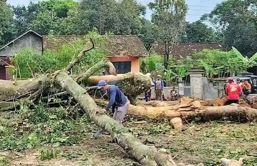 Batang pohon keramat