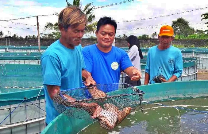 Budidaya Ikan di Magelang dengan sistem bioflok_foto antara