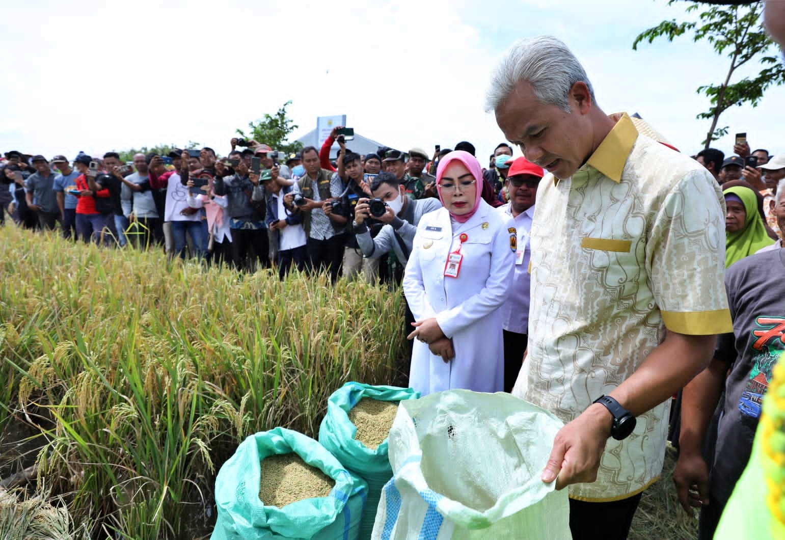 Ganjar Pranowo saat mengecek panen raya padi di Grobogan