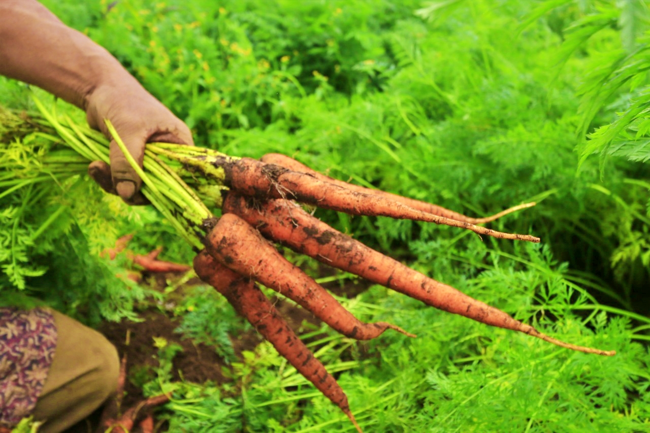 Petani Wortel lereng merbabu