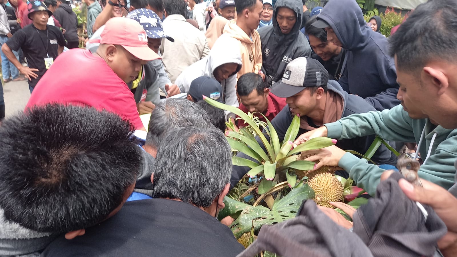 Ratusan Warga Berebut Gunungan Tanaman Hias dan Buah Durian di Candimulyo Magelang