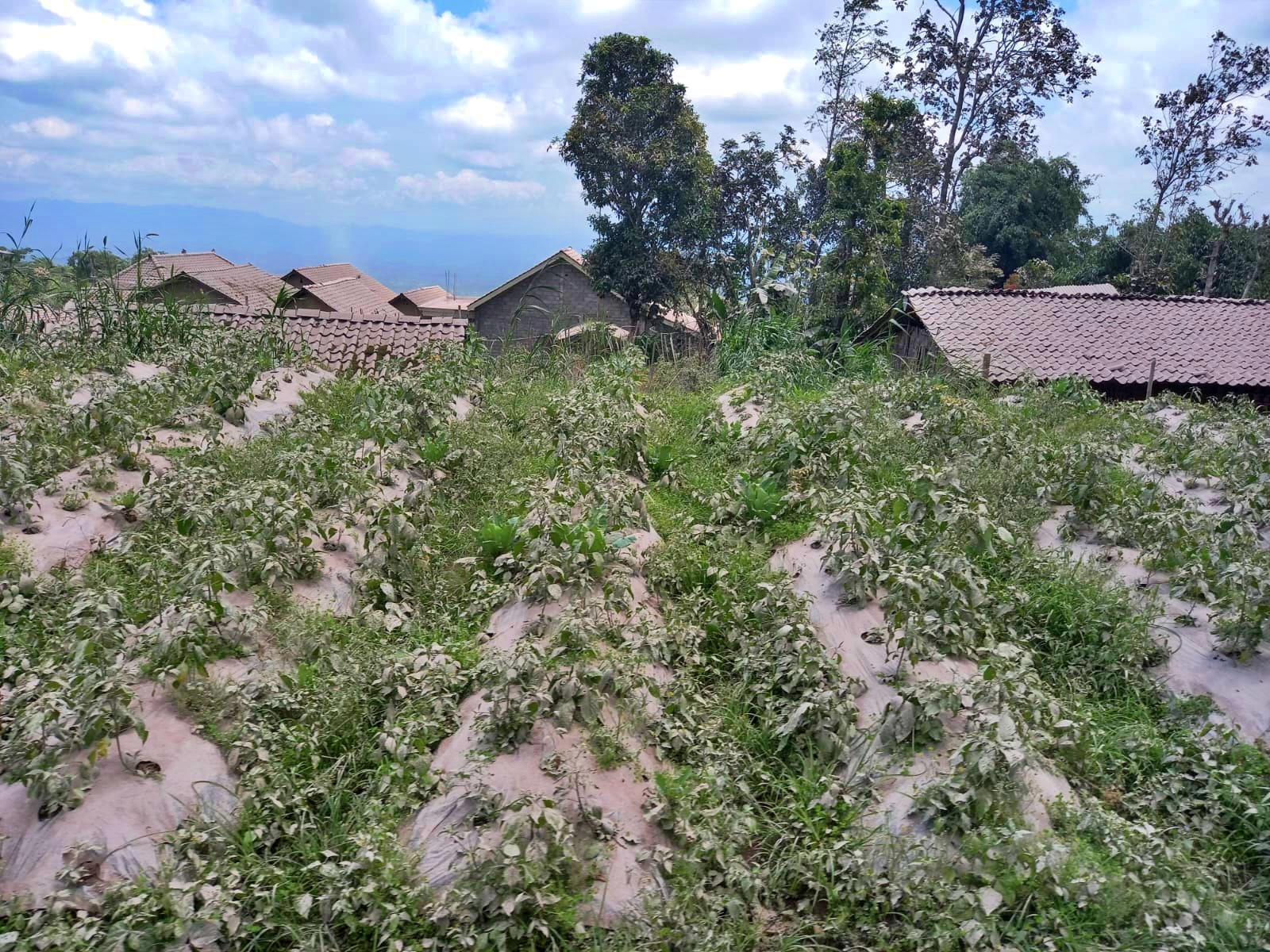 Tanaman dan Rumput di kawasan Dukun Magelang bagian atas tertutup abu merapi