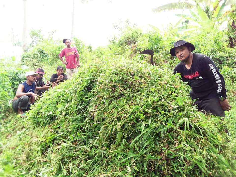 Peternak di Lereng Merapi yang Terdampak Abu Vulkanik Dapat Bantuan Rumput