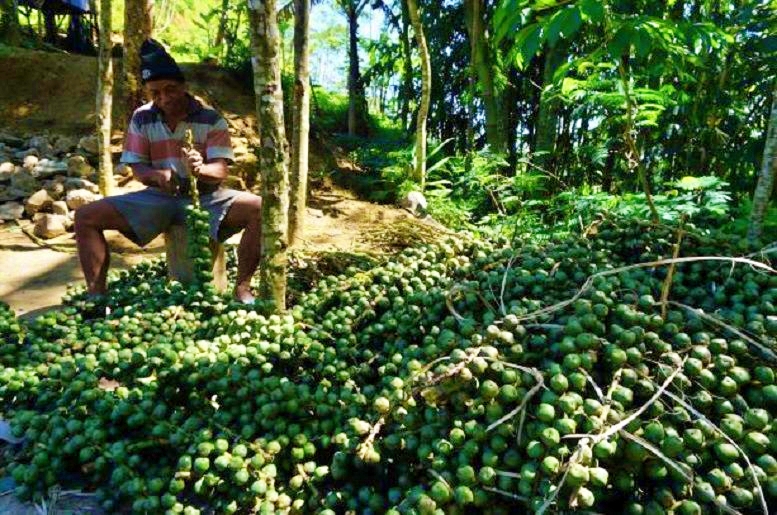 Perajin kolang-kaling di Dusun Sigabug, Desa Ngargoretno, Kecamatan Salaman, Kabupaten Magelang_foto Magelang Kab