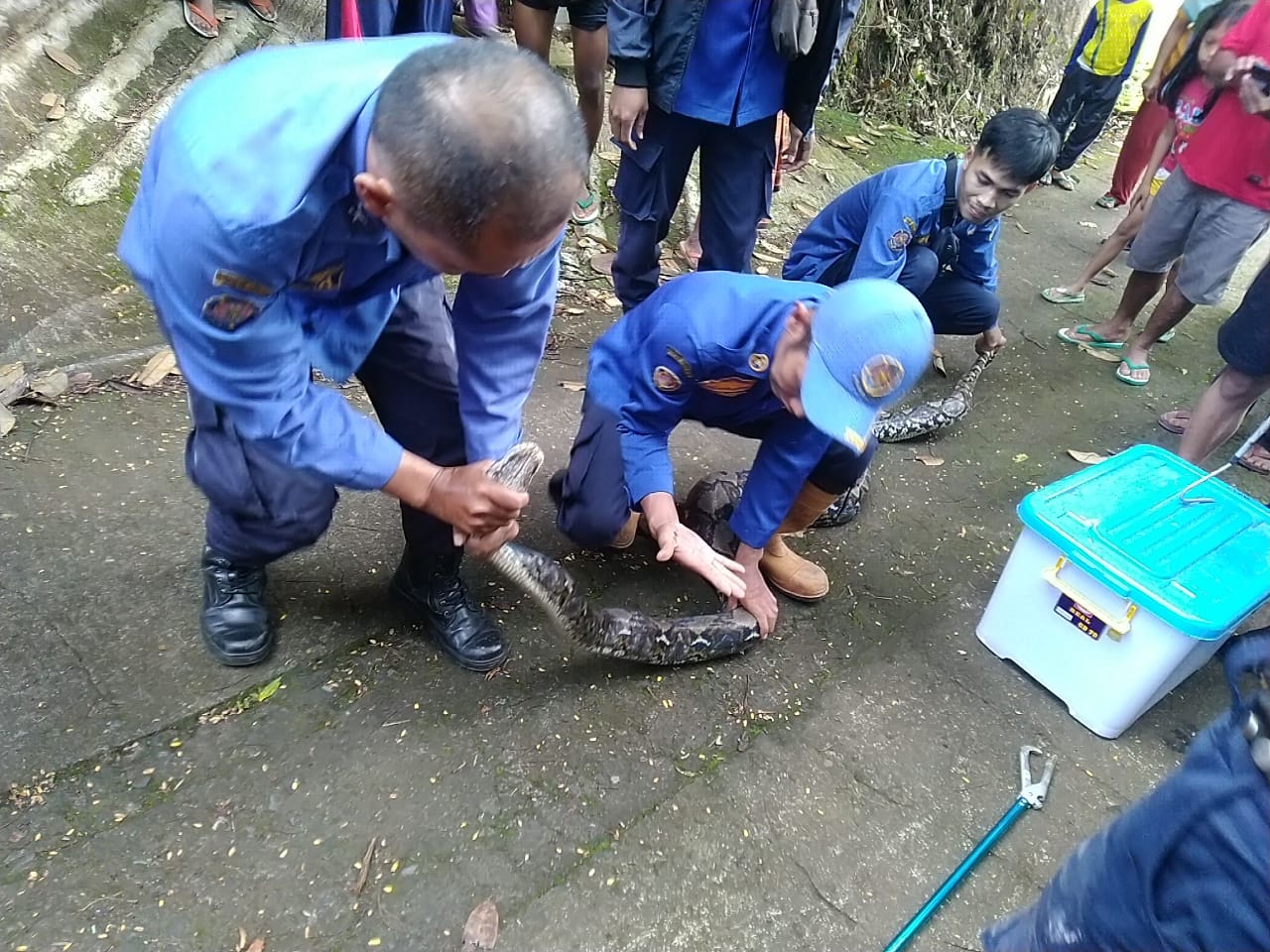 Ular Sanca Kembang Menyusup ke Kandang Ayam Warga di Grabag Magelang