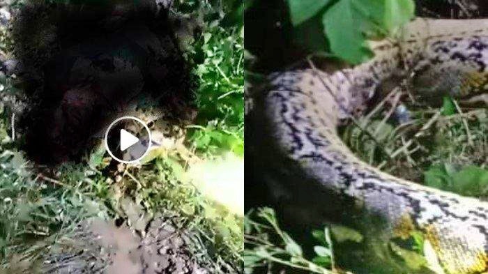 Tangkapan layar video ular piton raksasan makan manusia
