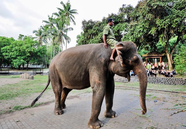 Gajah di Taman Wisata Candi Borobudur dipindah