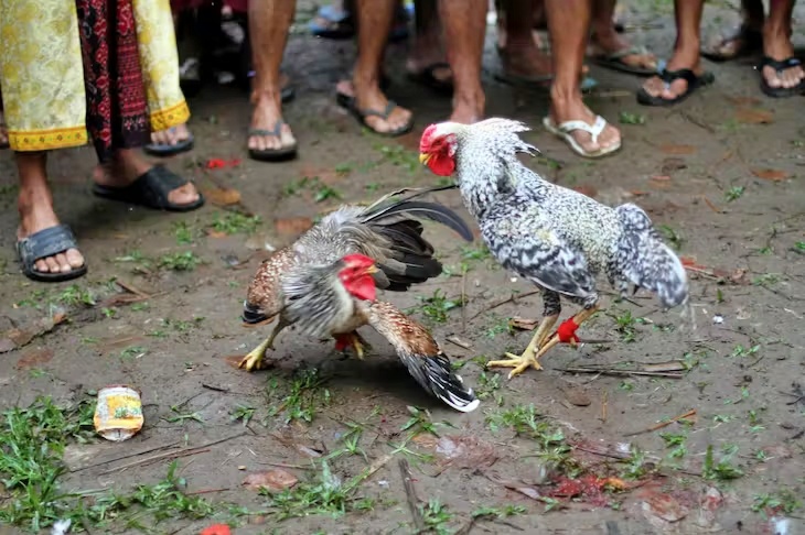 Hewan Ayam