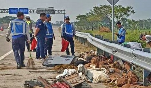 Mobil bermuatan kambing kecelakaan tunggal di tol ngawi