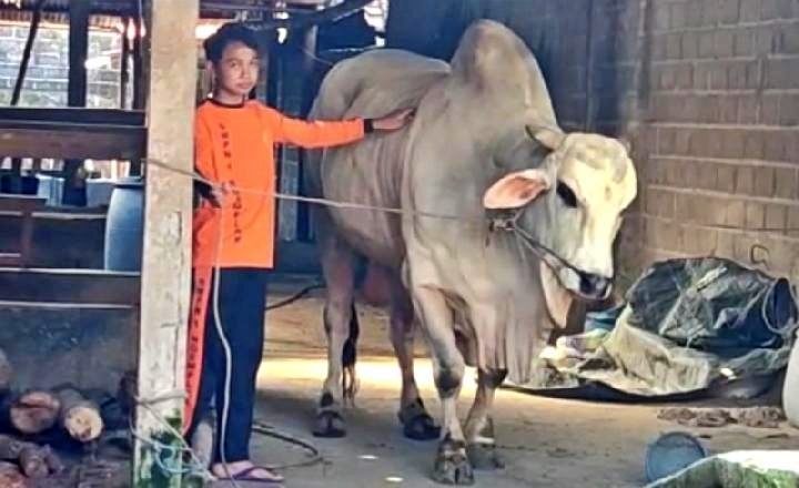 Sapi Presiden Jokowi yang akan jadi kurban Idul Adha bernama Abimanyu