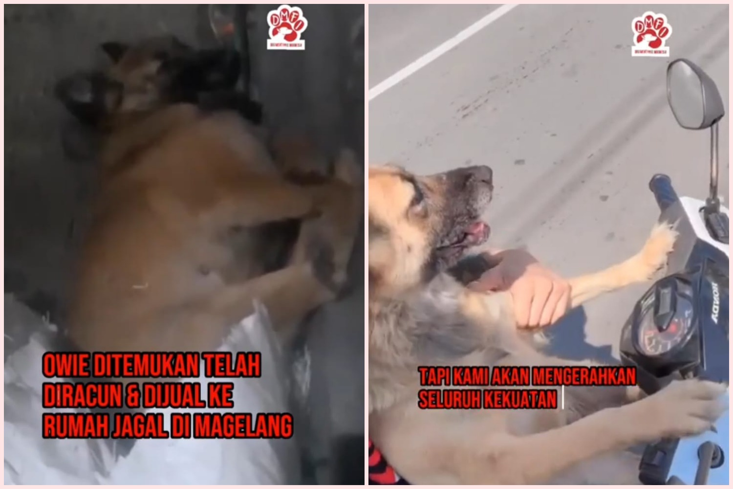 Tangkapan layar video seekor anjing peliharaan ditemukan mati di rumah jagal Magelang