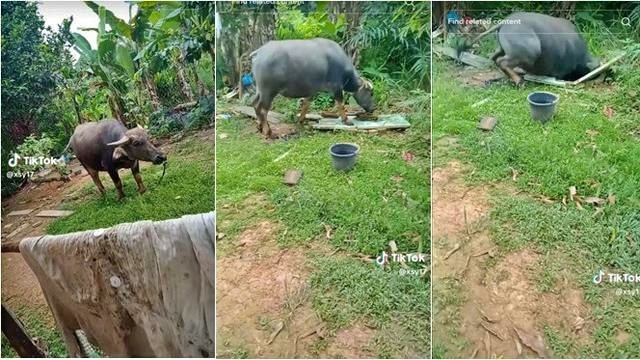 Tangkapan layar video seekor kerbau terperosok dalam sumur