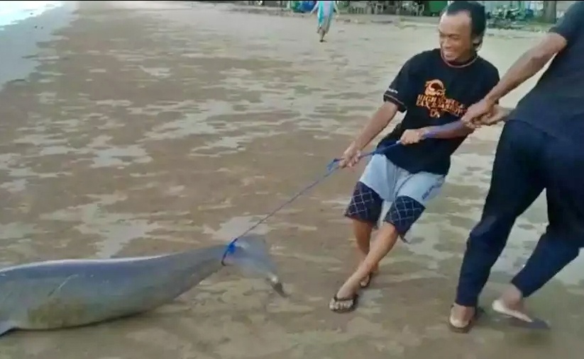 Warga menarik ikan duyung yang mati di bibir pantai